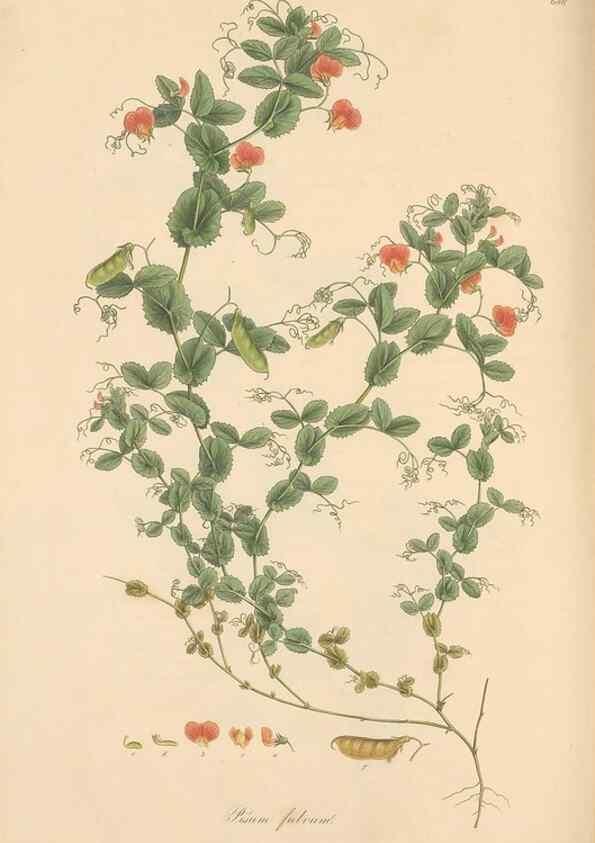 Reproducción/Reproduction 49557765016: Flora Graeca, sive, Plantarum rariorum historia, quas in provinciis aut insulis Graeciae /. Londini :Typis Richardi Taylor et socii, in Vico Shoe-Lane :MDCCCVI-MDCCCXL [1806-1840].. 