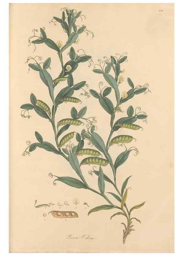 Reproducción/Reproduction 49558000597: Flora Graeca, sive, Plantarum rariorum historia, quas in provinciis aut insulis Graeciae /. Londini :Typis Richardi Taylor et socii, in Vico Shoe-Lane :MDCCCVI-MDCCCXL [1806-1840].. 