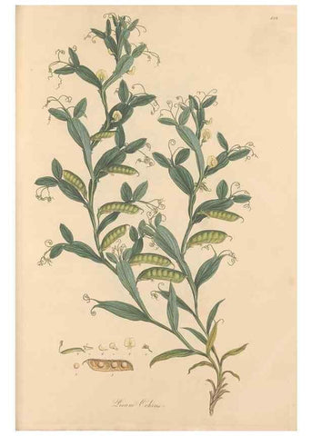 Reproducción/Reproduction 49558000597: Flora Graeca, sive, Plantarum rariorum historia, quas in provinciis aut insulis Graeciae /. Londini :Typis Richardi Taylor et socii, in Vico Shoe-Lane :MDCCCVI-MDCCCXL [1806-1840].. 