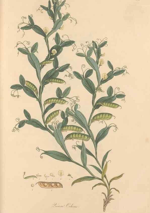 Reproducción/Reproduction 49558000597: Flora Graeca, sive, Plantarum rariorum historia, quas in provinciis aut insulis Graeciae /. Londini :Typis Richardi Taylor et socii, in Vico Shoe-Lane :MDCCCVI-MDCCCXL [1806-1840].. 