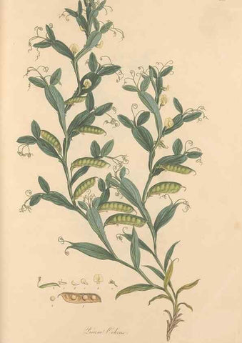 Reproducción/Reproduction 49558000597: Flora Graeca, sive, Plantarum rariorum historia, quas in provinciis aut insulis Graeciae /. Londini :Typis Richardi Taylor et socii, in Vico Shoe-Lane :MDCCCVI-MDCCCXL [1806-1840].. 