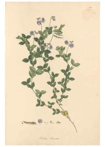Reproducción/Reproduction 49558000852: Flora Graeca, sive, Plantarum rariorum historia, quas in provinciis aut insulis Graeciae /. Londini :Typis Richardi Taylor et socii, in Vico Shoe-Lane :MDCCCVI-MDCCCXL [1806-1840].. 
