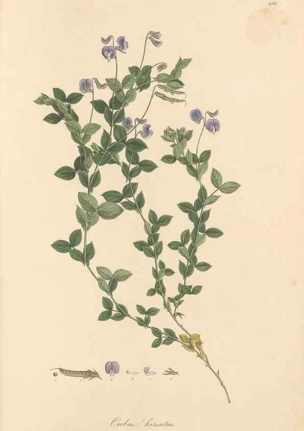 Reproducción/Reproduction 49558000852: Flora Graeca, sive, Plantarum rariorum historia, quas in provinciis aut insulis Graeciae /. Londini :Typis Richardi Taylor et socii, in Vico Shoe-Lane :MDCCCVI-MDCCCXL [1806-1840].. 