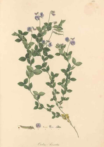 Reproducción/Reproduction 49558000852: Flora Graeca, sive, Plantarum rariorum historia, quas in provinciis aut insulis Graeciae /. Londini :Typis Richardi Taylor et socii, in Vico Shoe-Lane :MDCCCVI-MDCCCXL [1806-1840].. 