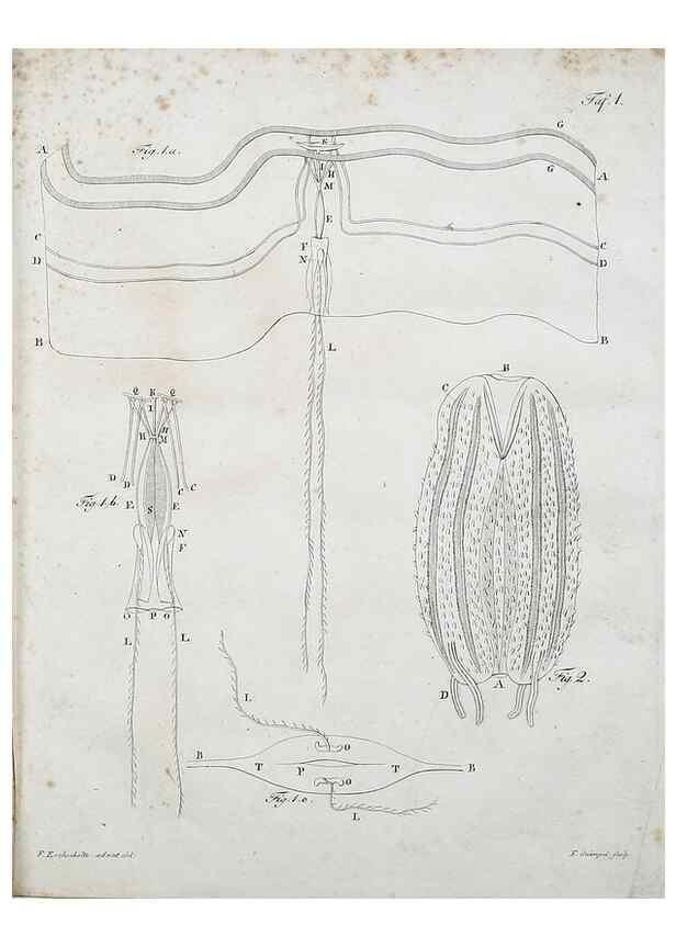 Reproducción/Reproduction 49558572526: System der Acalephen :. Berlin :bei Ferdinand Dümmler,1829.. 