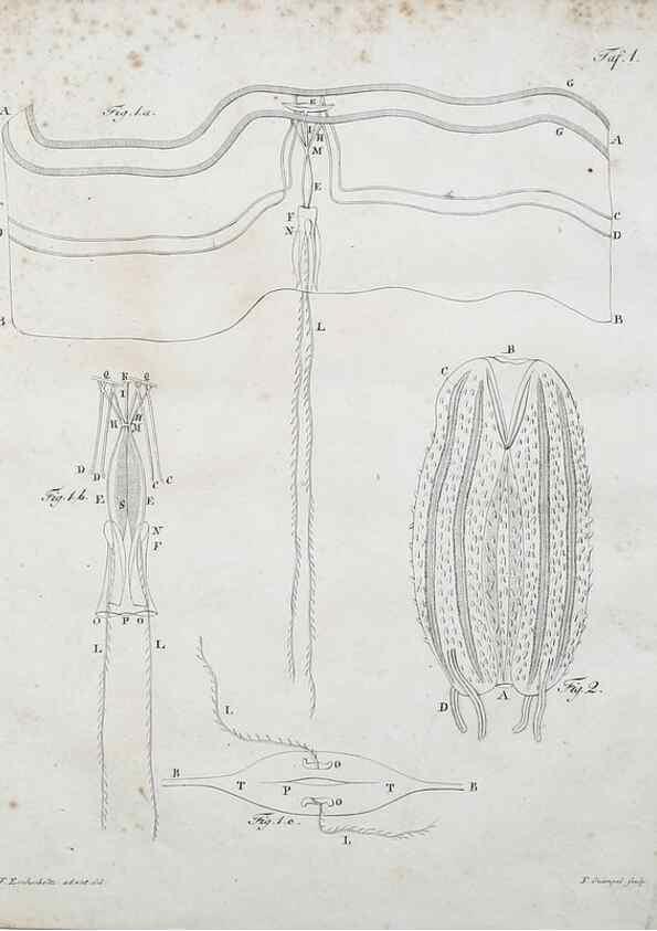 Reproducción/Reproduction 49558572526: System der Acalephen :. Berlin :bei Ferdinand Dümmler,1829.. 