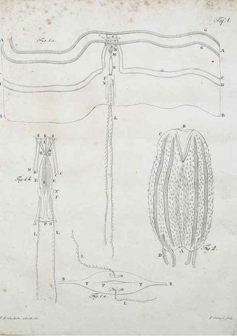 Reproducción/Reproduction 49558572526: System der Acalephen :. Berlin :bei Ferdinand Dümmler,1829.. 