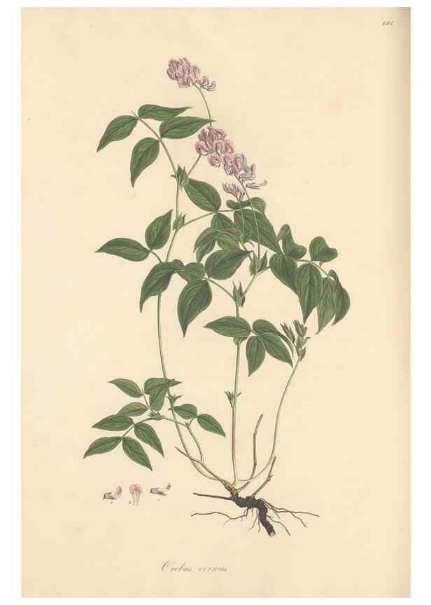 Reproducción/Reproduction 49558001117: Flora Graeca, sive, Plantarum rariorum historia, quas in provinciis aut insulis Graeciae /. Londini :Typis Richardi Taylor et socii, in Vico Shoe-Lane :MDCCCVI-MDCCCXL [1806-1840].. 