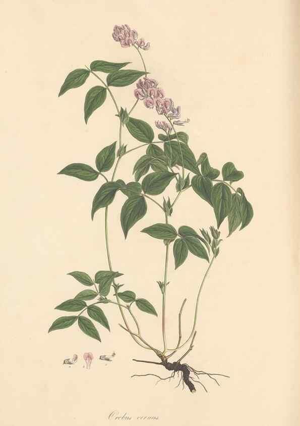 Reproducción/Reproduction 49558001117: Flora Graeca, sive, Plantarum rariorum historia, quas in provinciis aut insulis Graeciae /. Londini :Typis Richardi Taylor et socii, in Vico Shoe-Lane :MDCCCVI-MDCCCXL [1806-1840].. 