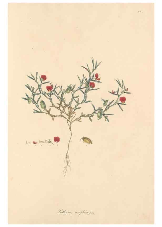 Reproducción/Reproduction 49557270223: Flora Graeca, sive, Plantarum rariorum historia, quas in provinciis aut insulis Graeciae /. Londini :Typis Richardi Taylor et socii, in Vico Shoe-Lane :MDCCCVI-MDCCCXL [1806-1840].. 