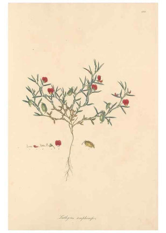 Reproducción/Reproduction 49557270223: Flora Graeca, sive, Plantarum rariorum historia, quas in provinciis aut insulis Graeciae /. Londini :Typis Richardi Taylor et socii, in Vico Shoe-Lane :MDCCCVI-MDCCCXL [1806-1840].. 