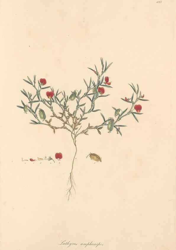 Reproducción/Reproduction 49557270223: Flora Graeca, sive, Plantarum rariorum historia, quas in provinciis aut insulis Graeciae /. Londini :Typis Richardi Taylor et socii, in Vico Shoe-Lane :MDCCCVI-MDCCCXL [1806-1840].. 