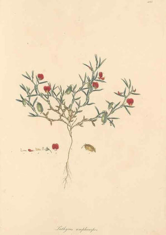 Reproducción/Reproduction 49557270223: Flora Graeca, sive, Plantarum rariorum historia, quas in provinciis aut insulis Graeciae /. Londini :Typis Richardi Taylor et socii, in Vico Shoe-Lane :MDCCCVI-MDCCCXL [1806-1840].. 