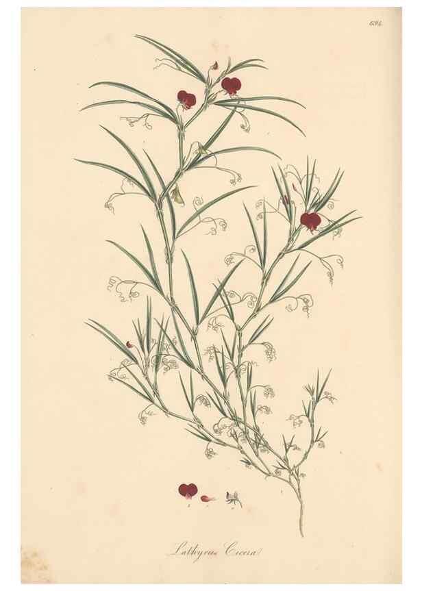 Reproducción/Reproduction 49557766926: Flora Graeca, sive, Plantarum rariorum historia, quas in provinciis aut insulis Graeciae /. Londini :Typis Richardi Taylor et socii, in Vico Shoe-Lane :MDCCCVI-MDCCCXL [1806-1840].. 