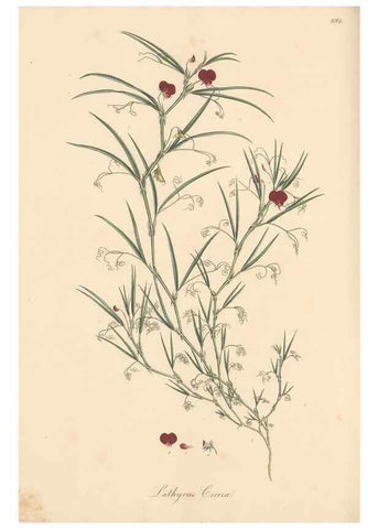 Reproducción/Reproduction 49557766926: Flora Graeca, sive, Plantarum rariorum historia, quas in provinciis aut insulis Graeciae /. Londini :Typis Richardi Taylor et socii, in Vico Shoe-Lane :MDCCCVI-MDCCCXL [1806-1840].. 