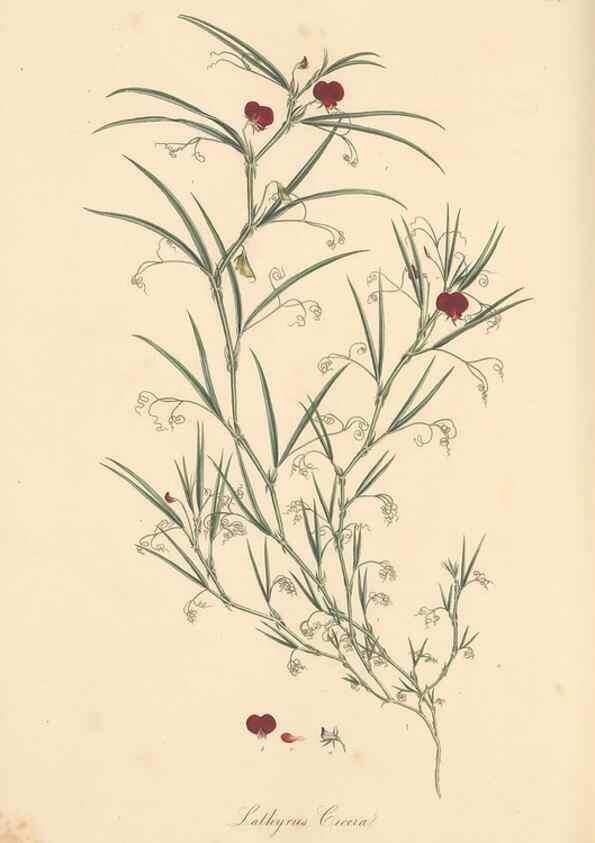 Reproducción/Reproduction 49557766926: Flora Graeca, sive, Plantarum rariorum historia, quas in provinciis aut insulis Graeciae /. Londini :Typis Richardi Taylor et socii, in Vico Shoe-Lane :MDCCCVI-MDCCCXL [1806-1840].. 