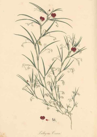 Reproducción/Reproduction 49557766926: Flora Graeca, sive, Plantarum rariorum historia, quas in provinciis aut insulis Graeciae /. Londini :Typis Richardi Taylor et socii, in Vico Shoe-Lane :MDCCCVI-MDCCCXL [1806-1840].. 