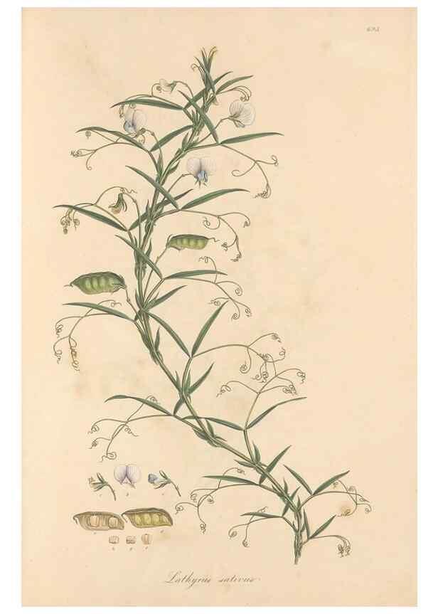 Reproducción/Reproduction 49557767271: Flora Graeca, sive, Plantarum rariorum historia, quas in provinciis aut insulis Graeciae /. Londini :Typis Richardi Taylor et socii, in Vico Shoe-Lane :MDCCCVI-MDCCCXL [1806-1840].. 
