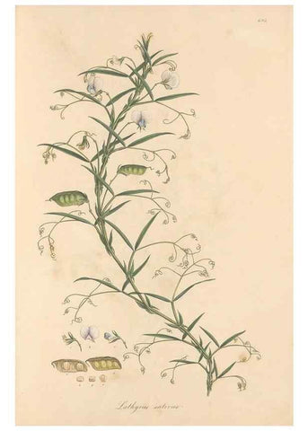 Reproducción/Reproduction 49557767271: Flora Graeca, sive, Plantarum rariorum historia, quas in provinciis aut insulis Graeciae /. Londini :Typis Richardi Taylor et socii, in Vico Shoe-Lane :MDCCCVI-MDCCCXL [1806-1840].. 
