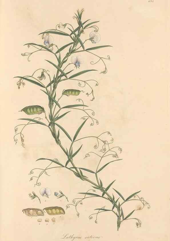 Reproducción/Reproduction 49557767271: Flora Graeca, sive, Plantarum rariorum historia, quas in provinciis aut insulis Graeciae /. Londini :Typis Richardi Taylor et socii, in Vico Shoe-Lane :MDCCCVI-MDCCCXL [1806-1840].. 