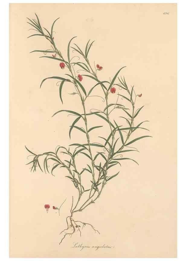 Reproducción/Reproduction 49558002767: Flora Graeca, sive, Plantarum rariorum historia, quas in provinciis aut insulis Graeciae /. Londini :Typis Richardi Taylor et socii, in Vico Shoe-Lane :MDCCCVI-MDCCCXL [1806-1840].. 