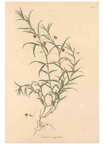 Reproducción/Reproduction 49558002767: Flora Graeca, sive, Plantarum rariorum historia, quas in provinciis aut insulis Graeciae /. Londini :Typis Richardi Taylor et socii, in Vico Shoe-Lane :MDCCCVI-MDCCCXL [1806-1840].. 