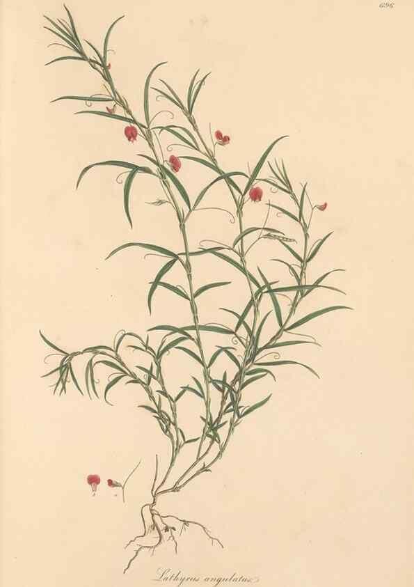 Reproducción/Reproduction 49558002767: Flora Graeca, sive, Plantarum rariorum historia, quas in provinciis aut insulis Graeciae /. Londini :Typis Richardi Taylor et socii, in Vico Shoe-Lane :MDCCCVI-MDCCCXL [1806-1840].. 