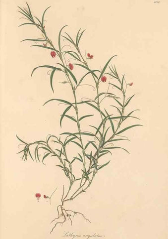 Reproducción/Reproduction 49558002767: Flora Graeca, sive, Plantarum rariorum historia, quas in provinciis aut insulis Graeciae /. Londini :Typis Richardi Taylor et socii, in Vico Shoe-Lane :MDCCCVI-MDCCCXL [1806-1840].. 