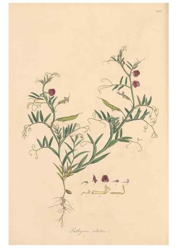 Reproducción/Reproduction 49557271538: Flora Graeca, sive, Plantarum rariorum historia, quas in provinciis aut insulis Graeciae /. Londini :Typis Richardi Taylor et socii, in Vico Shoe-Lane :MDCCCVI-MDCCCXL [1806-1840].. 