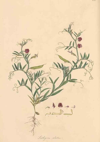 Reproducción/Reproduction 49557271538: Flora Graeca, sive, Plantarum rariorum historia, quas in provinciis aut insulis Graeciae /. Londini :Typis Richardi Taylor et socii, in Vico Shoe-Lane :MDCCCVI-MDCCCXL [1806-1840].. 