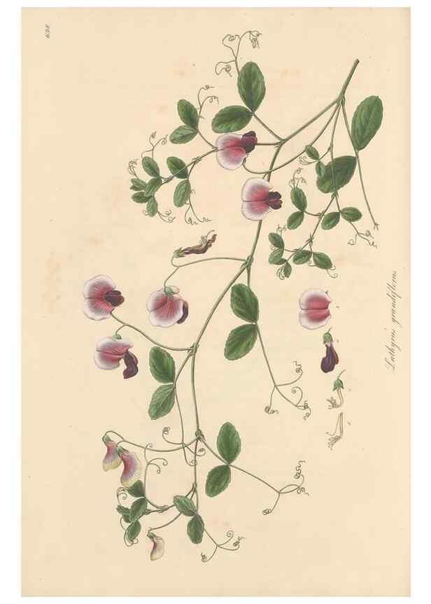 Reproducción/Reproduction 49557768251: Flora Graeca, sive, Plantarum rariorum historia, quas in provinciis aut insulis Graeciae /. Londini :Typis Richardi Taylor et socii, in Vico Shoe-Lane :MDCCCVI-MDCCCXL [1806-1840].. 