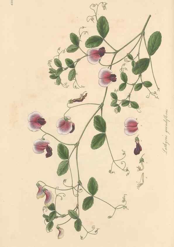 Reproducción/Reproduction 49557768251: Flora Graeca, sive, Plantarum rariorum historia, quas in provinciis aut insulis Graeciae /. Londini :Typis Richardi Taylor et socii, in Vico Shoe-Lane :MDCCCVI-MDCCCXL [1806-1840].. 