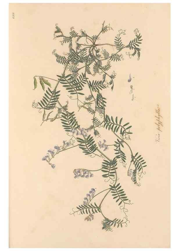 Reproducción/Reproduction 49557768486: Flora Graeca, sive, Plantarum rariorum historia, quas in provinciis aut insulis Graeciae /. Londini :Typis Richardi Taylor et socii, in Vico Shoe-Lane :MDCCCVI-MDCCCXL [1806-1840].. 