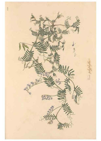 Reproducción/Reproduction 49557768486: Flora Graeca, sive, Plantarum rariorum historia, quas in provinciis aut insulis Graeciae /. Londini :Typis Richardi Taylor et socii, in Vico Shoe-Lane :MDCCCVI-MDCCCXL [1806-1840].. 