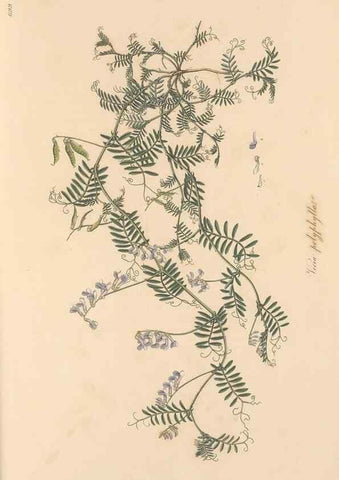 Reproducción/Reproduction 49557768486: Flora Graeca, sive, Plantarum rariorum historia, quas in provinciis aut insulis Graeciae /. Londini :Typis Richardi Taylor et socii, in Vico Shoe-Lane :MDCCCVI-MDCCCXL [1806-1840].. 
