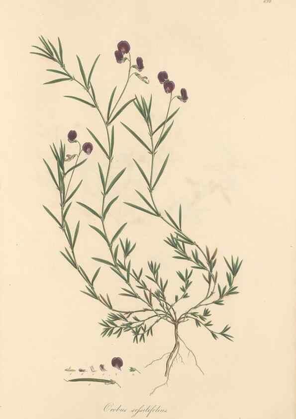 Reproducción/Reproduction 49558001407: Flora Graeca, sive, Plantarum rariorum historia, quas in provinciis aut insulis Graeciae /. Londini :Typis Richardi Taylor et socii, in Vico Shoe-Lane :MDCCCVI-MDCCCXL [1806-1840].. 