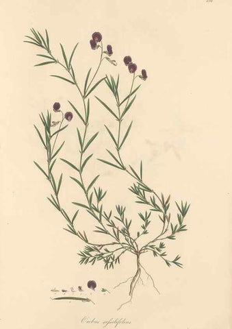 Reproducción/Reproduction 49558001407: Flora Graeca, sive, Plantarum rariorum historia, quas in provinciis aut insulis Graeciae /. Londini :Typis Richardi Taylor et socii, in Vico Shoe-Lane :MDCCCVI-MDCCCXL [1806-1840].. 