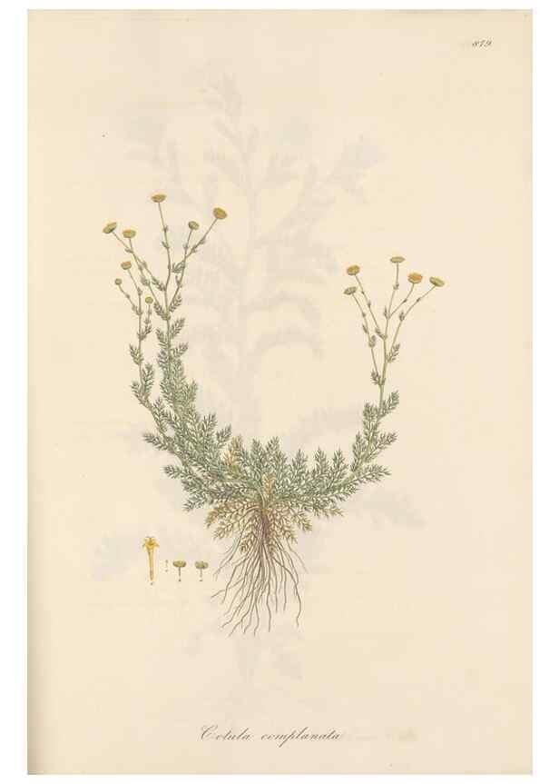 Reproducción/Reproduction 49579911461: Flora Graeca, sive, Plantarum rariorum historia, quas in provinciis aut insulis Graeciae /. Londini :Typis Richardi Taylor et socii, in Vico Shoe-Lane :MDCCCVI-MDCCCXL [1806-1840].. 