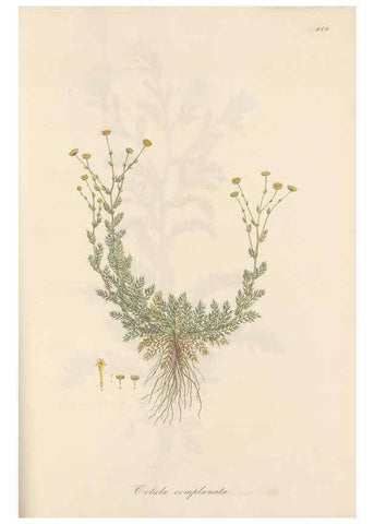 Reproducción/Reproduction 49579911461: Flora Graeca, sive, Plantarum rariorum historia, quas in provinciis aut insulis Graeciae /. Londini :Typis Richardi Taylor et socii, in Vico Shoe-Lane :MDCCCVI-MDCCCXL [1806-1840].. 