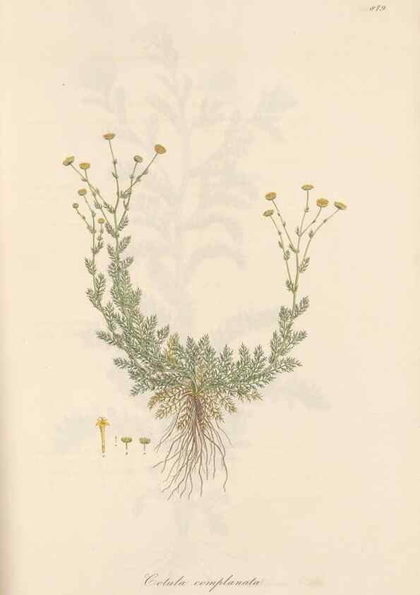 Reproducción/Reproduction 49579911461: Flora Graeca, sive, Plantarum rariorum historia, quas in provinciis aut insulis Graeciae /. Londini :Typis Richardi Taylor et socii, in Vico Shoe-Lane :MDCCCVI-MDCCCXL [1806-1840].. 