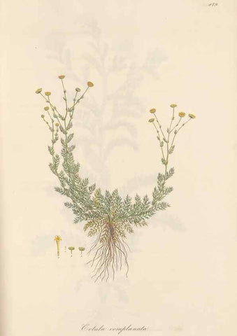 Reproducción/Reproduction 49579911461: Flora Graeca, sive, Plantarum rariorum historia, quas in provinciis aut insulis Graeciae /. Londini :Typis Richardi Taylor et socii, in Vico Shoe-Lane :MDCCCVI-MDCCCXL [1806-1840].. 
