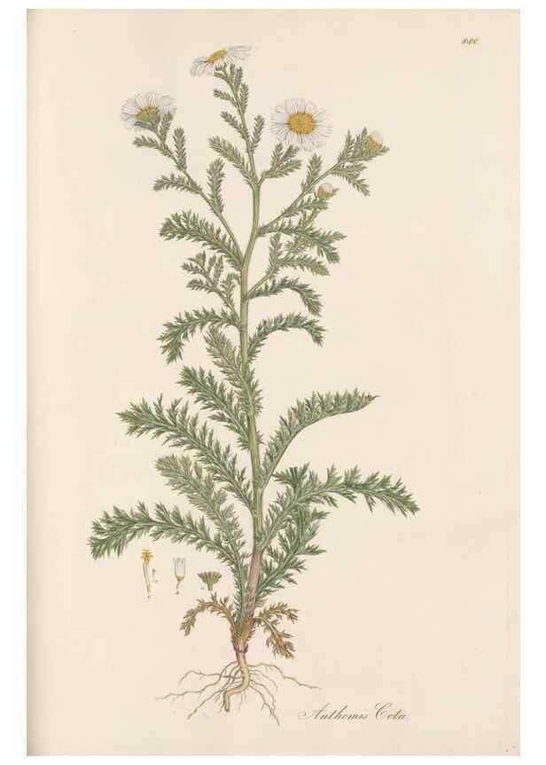 Reproducción/Reproduction 49579410293: Flora Graeca, sive, Plantarum rariorum historia, quas in provinciis aut insulis Graeciae /. Londini :Typis Richardi Taylor et socii, in Vico Shoe-Lane :MDCCCVI-MDCCCXL [1806-1840].. 