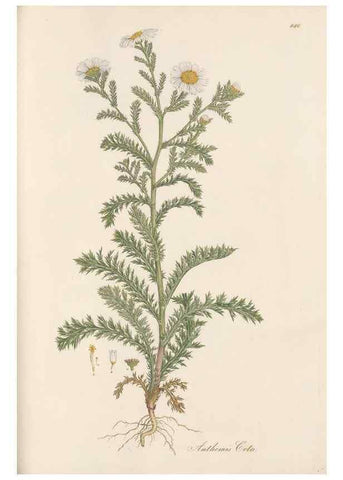 Reproducción/Reproduction 49579410293: Flora Graeca, sive, Plantarum rariorum historia, quas in provinciis aut insulis Graeciae /. Londini :Typis Richardi Taylor et socii, in Vico Shoe-Lane :MDCCCVI-MDCCCXL [1806-1840].. 