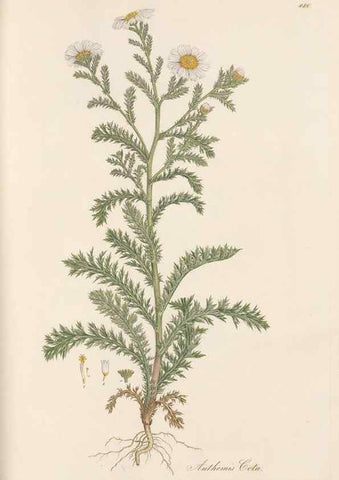 Reproducción/Reproduction 49579410293: Flora Graeca, sive, Plantarum rariorum historia, quas in provinciis aut insulis Graeciae /. Londini :Typis Richardi Taylor et socii, in Vico Shoe-Lane :MDCCCVI-MDCCCXL [1806-1840].. 