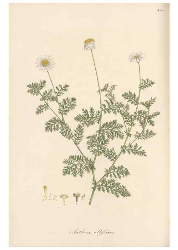 Reproducción/Reproduction 49579912276: Flora Graeca, sive, Plantarum rariorum historia, quas in provinciis aut insulis Graeciae /. Londini :Typis Richardi Taylor et socii, in Vico Shoe-Lane :MDCCCVI-MDCCCXL [1806-1840].. 