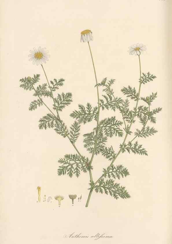 Reproducción/Reproduction 49579912276: Flora Graeca, sive, Plantarum rariorum historia, quas in provinciis aut insulis Graeciae /. Londini :Typis Richardi Taylor et socii, in Vico Shoe-Lane :MDCCCVI-MDCCCXL [1806-1840].. 