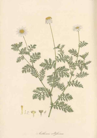 Reproducción/Reproduction 49579912276: Flora Graeca, sive, Plantarum rariorum historia, quas in provinciis aut insulis Graeciae /. Londini :Typis Richardi Taylor et socii, in Vico Shoe-Lane :MDCCCVI-MDCCCXL [1806-1840].. 