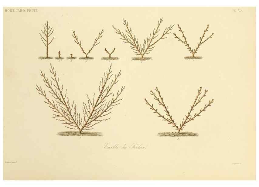 Reproducción/Reproduction 49583938317: Le Règne végétal;. Paris,L. Guérin,1870-72.. 