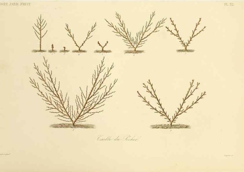 Reproducción/Reproduction 49583938317: Le Règne végétal;. Paris,L. Guérin,1870-72.. 