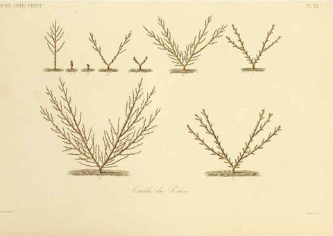 Reproducción/Reproduction 49583938317: Le Règne végétal;. Paris,L. Guérin,1870-72.. 